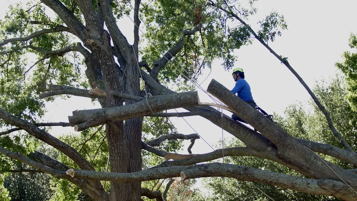 Professional Crown Thinning performed by certified arborists in Monee